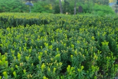 spring-hedge-trim